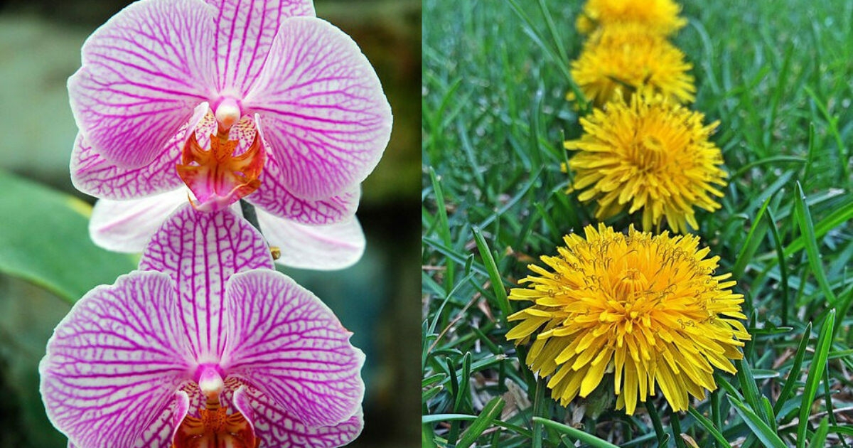 Are you an orchid or a dandelion? | Pilgrims’ Friend Society