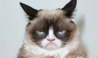 Grumpy cat